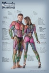 AnatomyMuscleFitness | 해부학 강좌, 인간 해부학, 아나토미