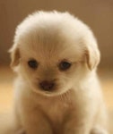BEST ONLINE DOG TRAINING COURSE | 코기 강아지, 아기 동물, 귀여운 아기 동물