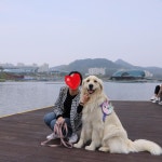 세종호수공원 다 돌자!!! 생각했었는데 너무 넓.. . #골든리트리버 #리트리버 #멍스타그램 #개스타그램 #독스타그램... 