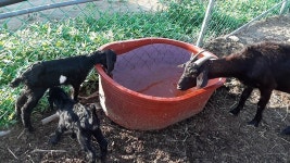 [순이네흑염소] 수요일 아침 맑음 경남 김해 상동면 여차리 무척산자락 방목 무항생제 순이네흑염소농장 운동장 / By The Sun... | 수요일