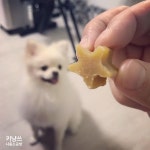 반짝반짝 빛나개 : 네이버 블로그 | 강아지