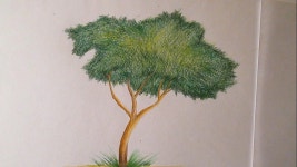 Cómo dibujar un árbol con lápices de colores paso a paso, dibujo de un á... | 색연필