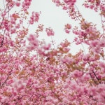 태신목장. 몇년째 찜만 해두다 결국 겹벚꽃쳐순이… - 2023 | 필름... 태신목장. 몇년째 찜만 해두다 결국 겹벚꽃쳐순이… - 2023 | 필름, 여행... 