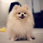 Pomeranian – Bold and Inquisitive(이미지 포함) | 귀여운 개, 아기 강아지, 강아지