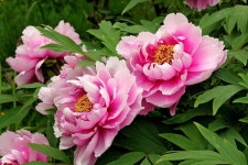 peony - Kids | Britannica Kids | Homework Help #Peonies | 분홍모란, 꽃
