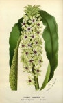 147876 Eucomis comosa (Houtt.) Wehrh. [as Eucomis punctata L’Hérit.]  / Houtte, L. van, Flore des serres et des jardin de l’... 
