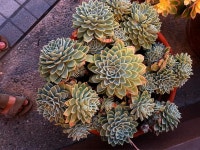 Ghost Plant Graptopetalum Paraguayense(이미지 포함) | 다육 식물, 분재