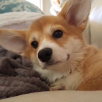 puppy♡에 있는 임지언님의 핀