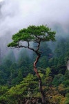 Foggy Tree Forest | 자연 사진, 풍경 사진, 자연