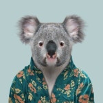 Afbeeldingsresultaat voor australia | 코알라
