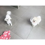 [New] The 10 Best Travel Ideas Today (with Pictures) -  송이 친구들 이야기 들어보면 참 사연이ㅜ . . #강아지스타그램 #강아지... 