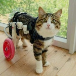 #pleasantcats #cat #cats #kitten #kittens #kedi #katze #แมว #猫 #貓 #고양이 #Кот…(이미지 포함) | 개와 고양이... 