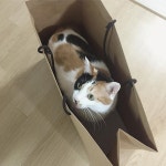 #고양이 #네코 #cat #냥이 #고양이그램 #냥스타그램 #고양이사지말고입양하세요 #neko...  #아나운서 #박세정 #네코짱 . 집사야. 무슨... 