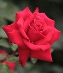 꽃에 있는 세준 김님의 핀(이미지 포함) | 아름다운 꽃밭, 장미 꽃 그림