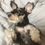 신세계쟈나   #슈나우져 #슈나우저 #다복이와깜보 #dog #pet #멍스타그... 신세계쟈나   #슈나우져 #슈나우저 #다복이와깜보 #dog #pet #멍스타... 