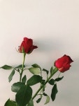 인테리어에 있는 재연 윤님의 핀 | 꽃 배경, 꽃, 꽃 사진