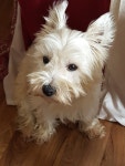 Pin by 이보나 Yvonne ... on 고양이 -                                            Cats and Westie