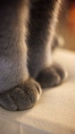 Cute cats | 고양이 발, 회색 고양이, 고양이 사진