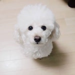 #단군 #개스타그램 #견스타그램 #독스타그램 #멍스타그램 #댕스타그램 #멍멍이그램... For see more of dogs images visit us... 