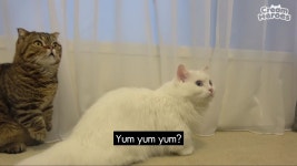 Lala 라라 Kue-owner said Yum yum yum