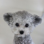 . 어매 밥 준비좀 빨랑빨랑 해줘 . . . #헝그리울프 #마늘 #silverpoodle | Toy poodle, Poodle dog, Poodle puppy standard