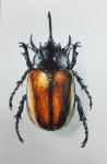 해운대 브이스토리 미술학원 임석주t | Insect art, Beetle art, Beautiful bugs 해운대 브이스토리 미술학원   임석주t... 