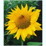 Sunflower love ❤️ | 꽃