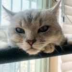 #캣스타그램 #냥스타그램 #고양이 #냥이 #개냥이 #집사그램 #집사 #반려묘 #cat #catstagram #instacat...  주말인데 다들 모하냥..??... 