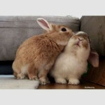 귀여운거에 있는 핀