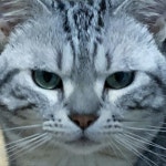 #냥스타그램 #캣스타그램 #셀카 #셀피 #일상 #데일리 #팔로우 #소통 #좋아요 #대전 #selfie #follow #followme #cat | Pet dogs, Pets, Pets... 