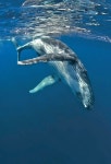 Humpback whale diving into the blue depths. Aleutian Islands, Alaska. | 해양 생물, 바다, 고래