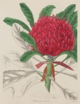 Ballarat Art Gallery Botanical Art exhibition | 색연필