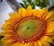 My 2020 sunflowers - 2020 | 꽃
