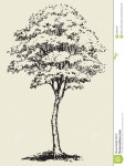 Großer Baum Vektorskizze Vektor Abbildung - Bild: 50600766 - Rodrigo Lages - #Abbildung #Baum #Bild #größer #Lages #Rodrigo #Vektor... 