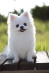 진주,pomeranian,puppy,dog