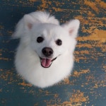 탁이네반려동물교육문화센터  반려동물행동교정사  반려동물관리사  반려견훈련사  애견훈련사  도그워커  클리커교육... 