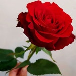 경기도 안양시 동안구 동안로 13, 무궁화건영상가 - #꽃다발 #꽃바구니 #플라워클래스 #플라워레… in 2020 | Flowers, Plants, Rose