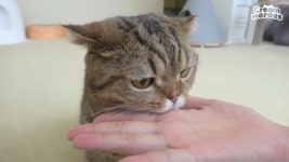 #Creamheroes #cat #gato #neko #lulu #냠냠이 #냠냠냠냠 #간식 #츄르 #루루