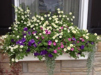 Windowboxes | 꽃 사진, 꽃 화분, 꽃