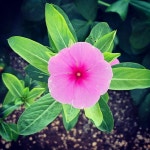 #힐링타임 #힐링스타그램 #꽃 #꽃과함께 #일상 #차마시기좋은날 #teatime #teastagram #tealover... in 2020 | Better sleep... 