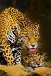 Pin de Jin Soon em 특별한 동물 | Animais silvestres, Animais selvagens, Gatos selvagens
