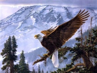 HD Print Oil painting Picture Animals Bald Eagle on canvas L314 | 유화, 독수리