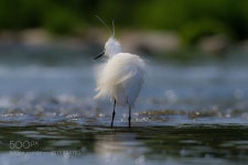 쇠백로 by 55abk