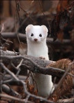 Ferret | 애완동물, 동물, 귀여운 동물 사진