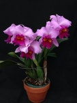 Ideia por 신경숙 em 난초 | Orquidea, Orquideas cymbidium, Flores orquideas