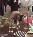 wlqtksjdltorgl.gif | 고양이 사진, 고양이, 동물