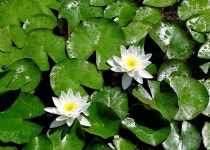 Summer I., by Philip. | 수련