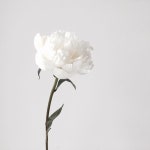 “작약, 마지막 남은거 후다닥 겟겟 - . . . #bloomingswan #flowers #peony  #블루밍스완 #플라워레슨 #작약”