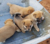 「시골 개 Country Dogs」おしゃれまとめの人気アイデア｜Pinterest｜Keumok Lim