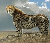 Cheetah by Fuz-Caforio-Art.deviantart.com on @deviantART | 치타, 동물